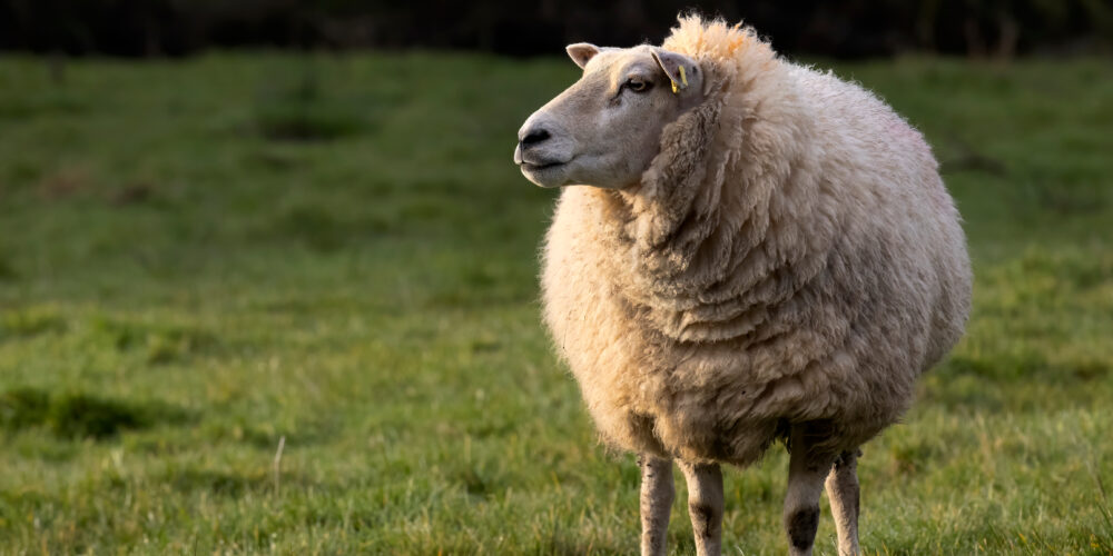 Narrow depth of field photo of side view of sheep head  with out of focus background
