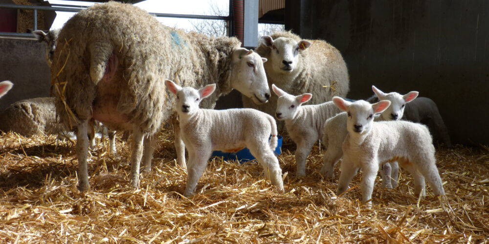 NSA Lambing List