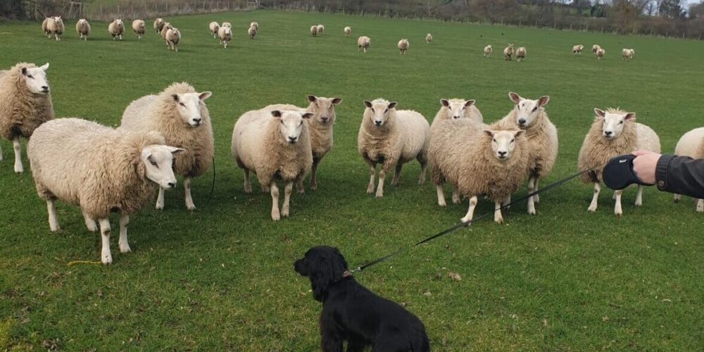 Dog on lead around sheep