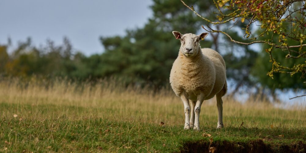 A British sheep standing in a grassy field watching the photographer