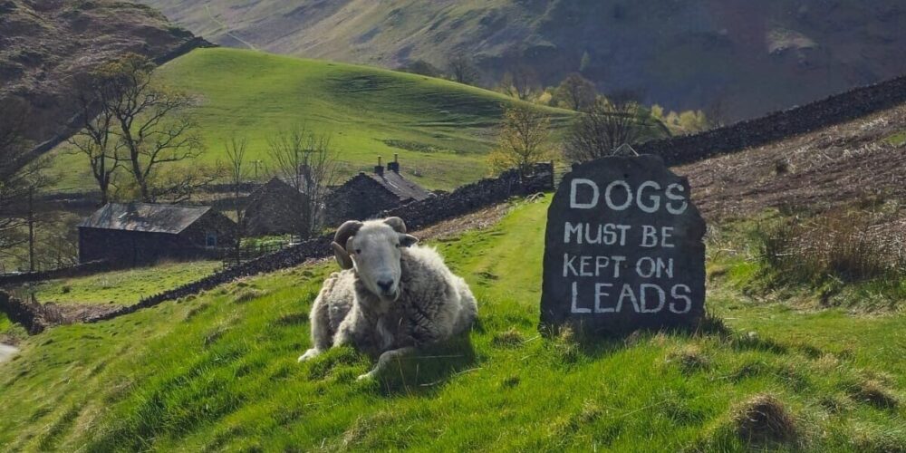Herdwick sheep and sign to keep dogs on lead