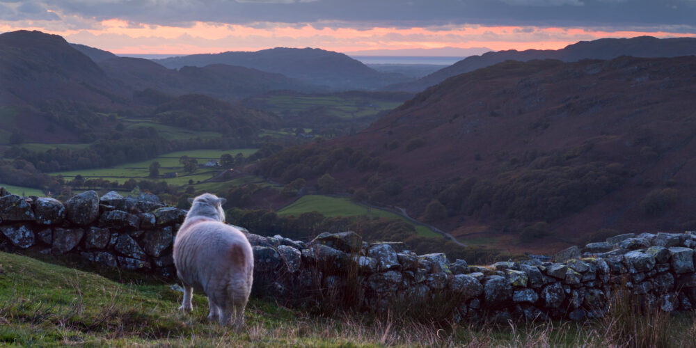 A sheep looking across Hardknott Pass, Cumbria, England.