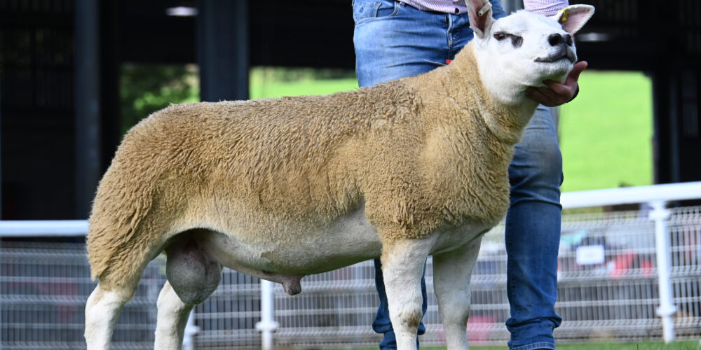 Pictured: A Teilo ram lamb from the Davies family, Llandeilo topped the sale at 20,000 guineas.
