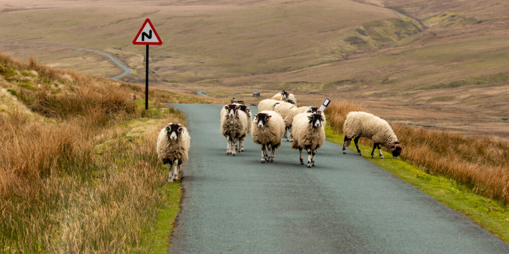 Traffic jam on a  Easter Bank Holiday in Swaledale, Yorkshire Dales, UK.  A flock of Swaledale Ewes heading up the road towards Tan Hill.  Horizontal.  Space for copy.  No people