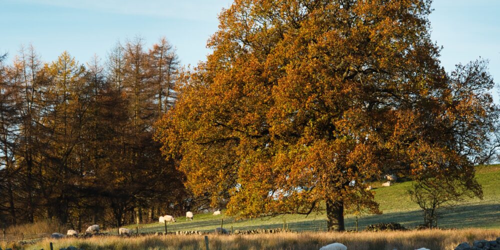 Sheep grazing in the moorland under a tree at Autumn. The morning sun is illuminating the landscape.