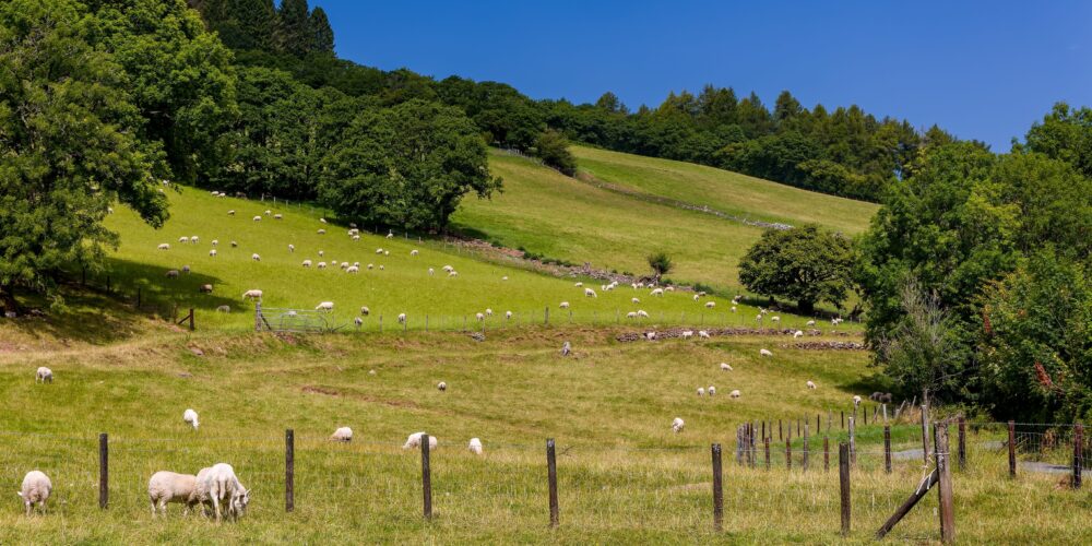 Scenic view of rolling farmland with grazing sheep near Talybont, Powys, Wales