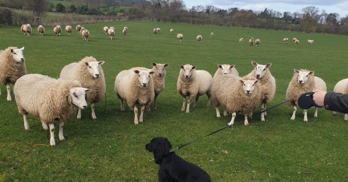 Bugün öğrendim ki: Koyunlara zarar verme suçu...