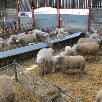 NSA members submit lambing placement details here