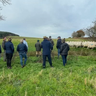 The sustainable future of sheep farming - November 2023