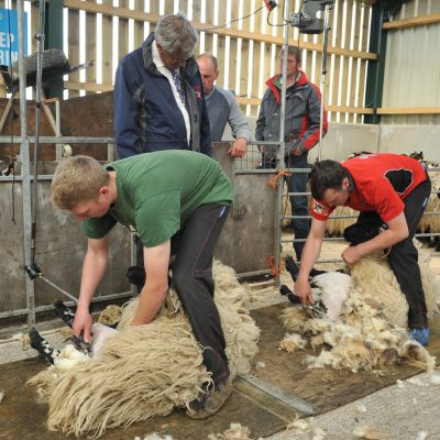 NSA position on welfare at shearing