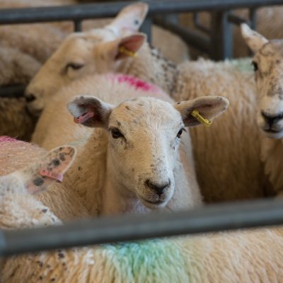 NSA position on welfare at slaughter
