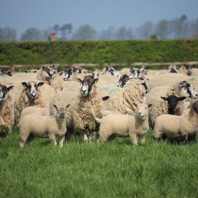 NSA position on whole life assurance in sheep