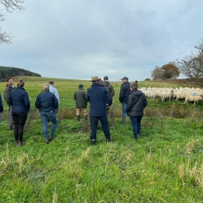 The sustainable future of sheep farming - Nov 2023