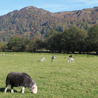 NSA Graziers List & Lambing List