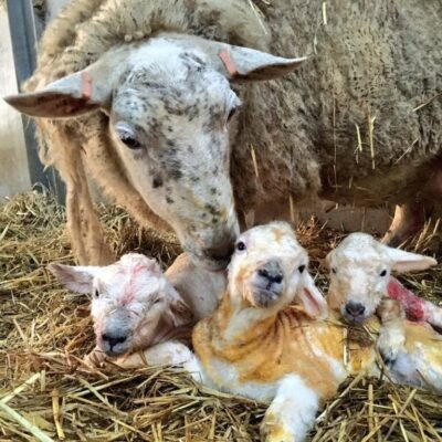 NSA Lambing List