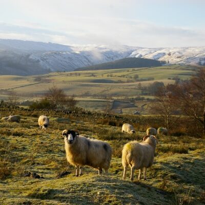 NSA policy position on sheep, net zero and carbon accountancy