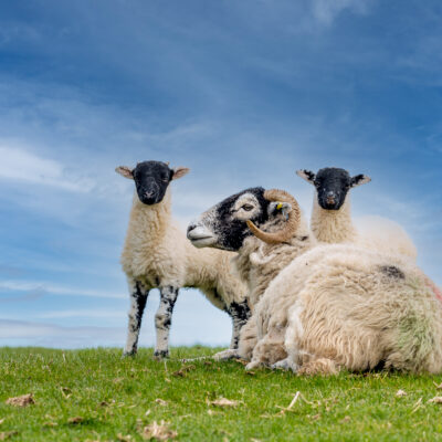 Nutrition, lambing & livestock management workshop (Dec 2025)