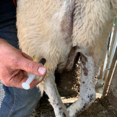 NSA position on responsible antimicrobial use in sheep