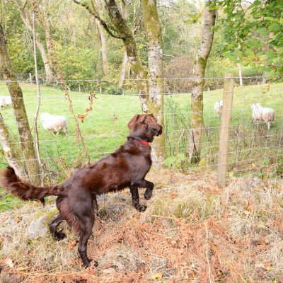 Sheep Worrying Case Log