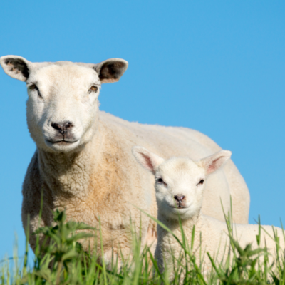 Lambing essentials for the Next Generation (Dec 2025)