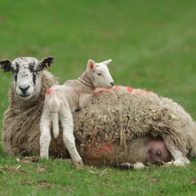 NSA Lambing List