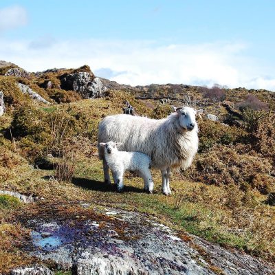 The complimentary role of sheep in upland and hill areas