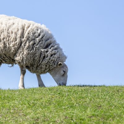 NSA Graziers List