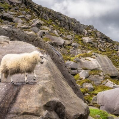 NSA position on bTB (Mycobacterium bovis) in sheep