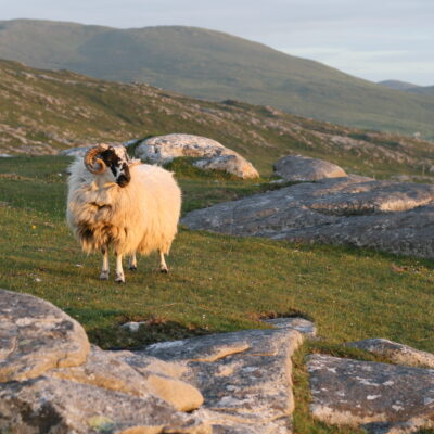 NSA position on skin-on sheep meat products (smokies)