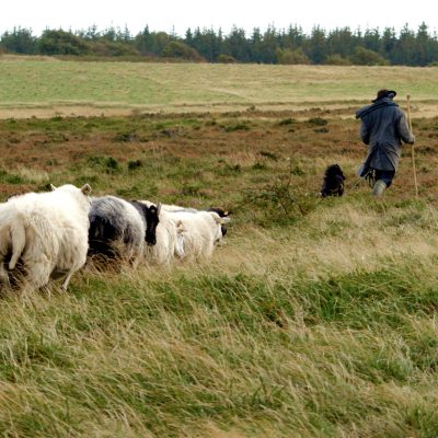 Sheep Welfare