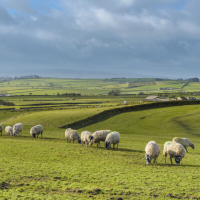 NSA position on reducing greenhouse gas emissions in the UK sheep industry