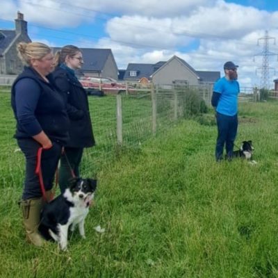 Getting the best from your sheepdog - July 2023 with ISDS (Aberdeenshire)