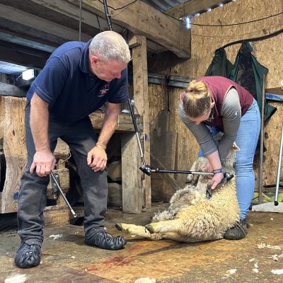Introduction to shearing and sheep husbandry with British Wool - Sept 2023