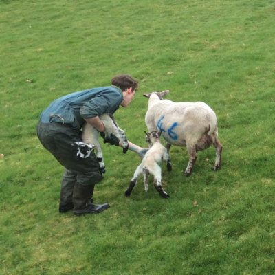 Students view lambing placements here