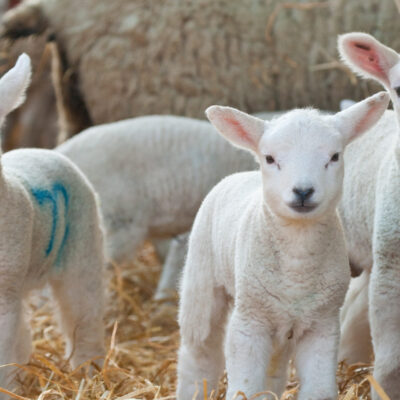 Lambing Placements