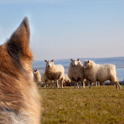 Sheep Worrying by Dogs