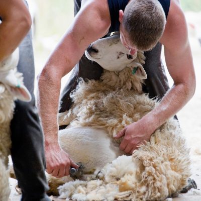 Shearing List