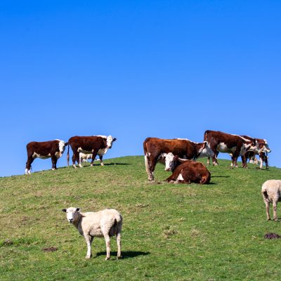 NSA views on the Agriculture Bill