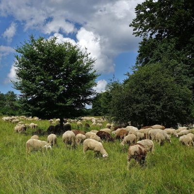 Starting your own flock
