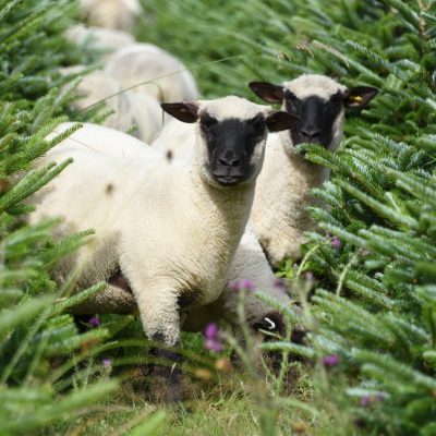 Directory of Sheep Breeds