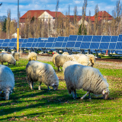 NSA position on solar grazing with sheep