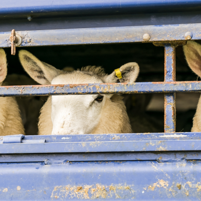 NSA position on the live export of sheep for slaughter