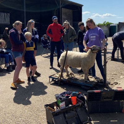 Preparing sheep for the showring - May 2023