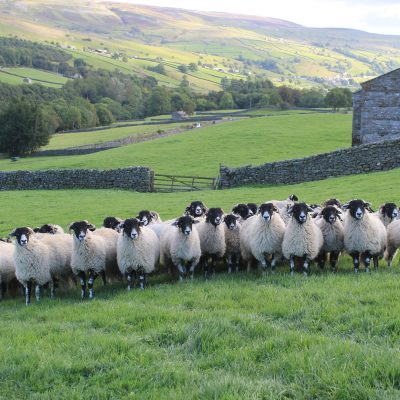 NSA position on sheep in upland and hill areas