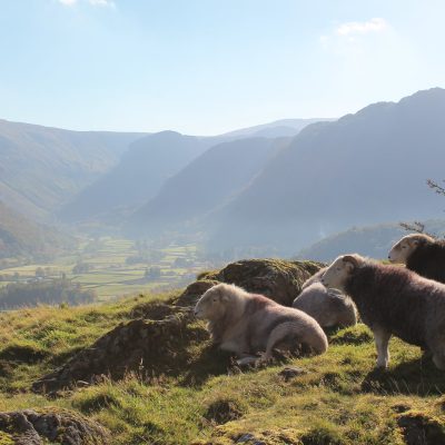 The complementary role of sheep in upland and hill areas - research review