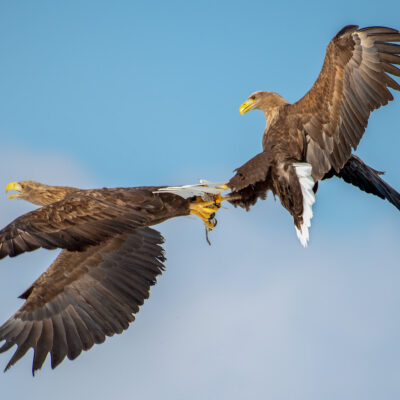 NSA consultation response on white-tailed eagle introduction to Cumbria