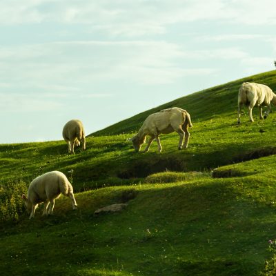 NSA Shearing List & Graziers List