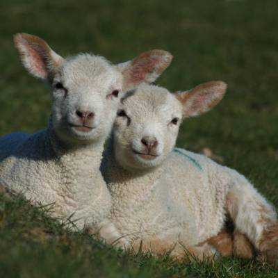 Animal Welfare