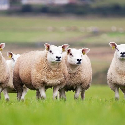 Looking ahead to future support schemes
