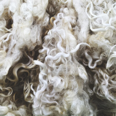 NSA & British Wool shearing workshop (South) - Oct 2025